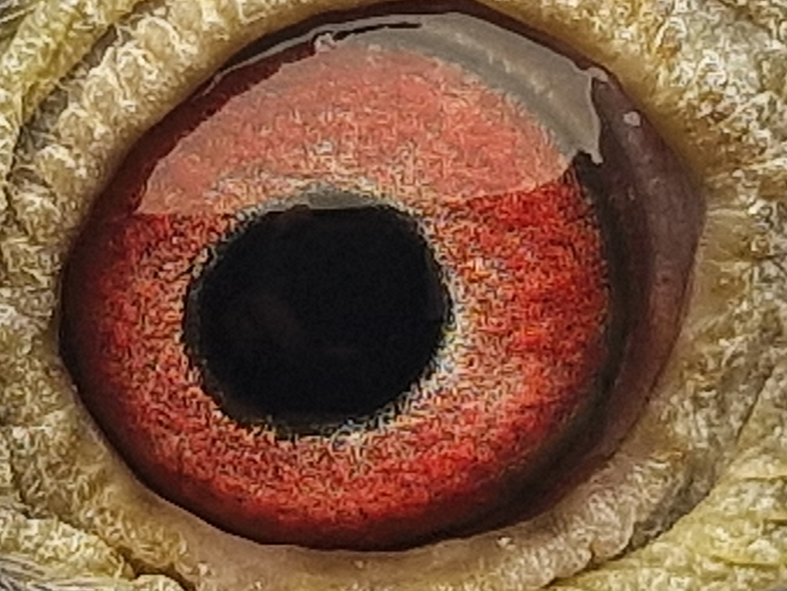 Pigeon eye